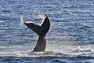 Humpback whale (Megaptera novaeangliae) tail slap, Gulf of California (Sea of Cortez), Baja California Sur, Mexico, North America