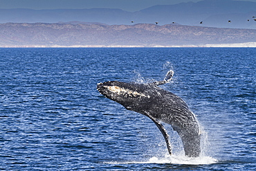 Humpback whale (Megaptera novaeangliae) breach, Gulf of California (Sea of Cortez), Baja California Sur, Mexico, North America