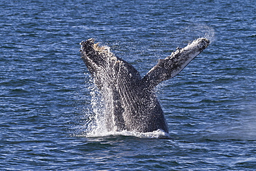 Humpback whale (Megaptera novaeangliae) breach, Gulf of California (Sea of Cortez), Baja California Sur, Mexico, North America