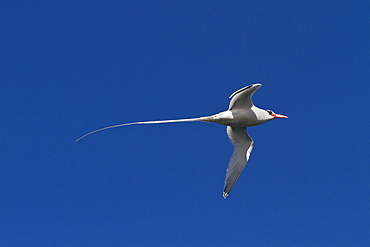 Adult red-billed tropicbird (Phaethon aethereus), Isla San Pedro Martir, Gulf of California (Sea of Cortez), Baja California, Mexico, North America