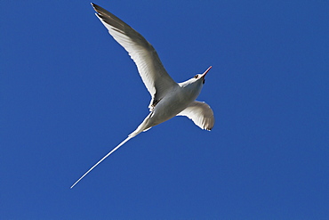 Adult red-billed tropicbird (Phaethon aethereus), Isla San Pedro Martir, Gulf of California (Sea of Cortez), Baja California, Mexico, North America