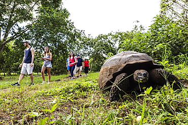 Wild Galapagos giant tortoise (Geochelone elephantopus), with tourists on Santa Cruz Island, Galapagos, UNESCO World Heritage Site, Ecuador, South America