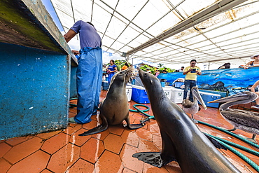 Scenes from the fish market in the port town of Puerto Ayora, Santa Cruz Island, Galapagos, Ecuador, South America