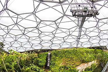 Inside the tropical biome at the popular visitor attraction, The Eden Project, St. Blazey, near St. Austell, Cornwall, England, United Kingdom, Europe