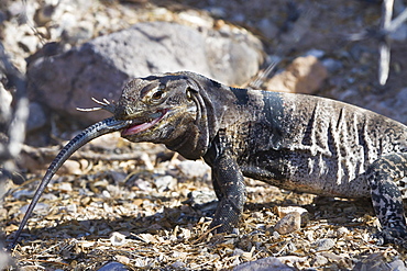 San Esteban spiny-tailed iguana (Ctenosaura conspicuosa) eating smaller lizard, Isla San Esteban, Gulf of California (Sea of Cortez), Baja California, Mexico, North America