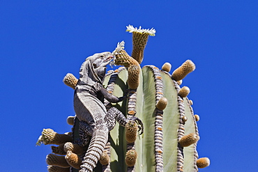 San Esteban spiny-tailed iguana (Ctenosaura conspicuosa) on cardon cactus, Isla San Esteban, Gulf of California (Sea of Cortez), Baja California, Mexico, North America