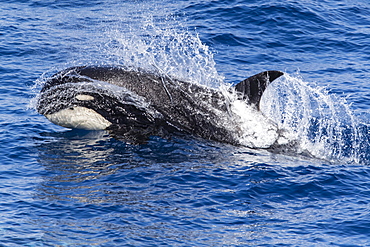 A young Type D (sub-Antarctic) killer whale (Orcinus orca), surfacing in the Drake Passage, Antarctica, Polar Regions