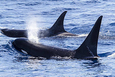 Adult bull Type D (sub-Antarctic) killer whale (Orcinus orca), surfacing in the Drake Passage, Antarctica, Polar Regions