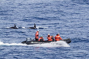 Zodiac near Type D (sub-Antarctic) killer whale (Orcinus orca), in the Drake Passage, Antarctica, Polar Regions