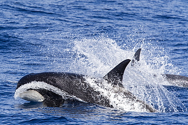 A very rare sighting of Type D (sub-Antarctic) killer whales (Orcinus orca) in the Drake Passage, Antarctica, Polar Regions