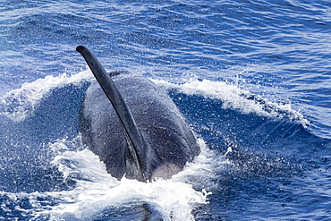 An adult bull Type D (sub-Antarctic) killer whale (Orcinus orca), surfacing in the Drake Passage, Antarctica, Polar Regions