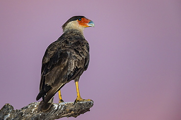 An adult southern crested caracara (Caracara plancus) at sunset, Mato Grosso, Brazil, South America