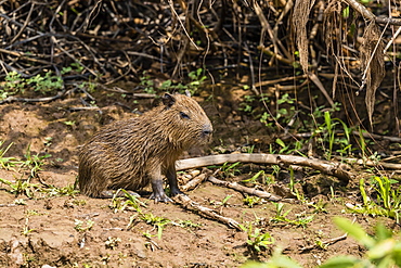 A bay capybara (Hydrochoerus hydrochaeris), Porto Jofre, Mato Grosso, Pantanal, Brazil, South America