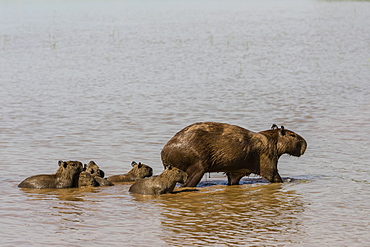 Adult capybara (Hydrochoerus hydrochaeris), with young, Porto Jofre, Mato Grosso, Pantanal, Brazil, South America