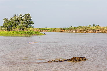 Adult capybara (Hydrochoerus hydrochaeris), with young, Porto Jofre, Mato Grosso, Pantanal, Brazil, South America