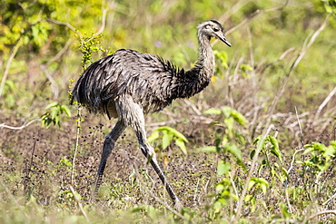 An adult greater rhea (Rhea americana), Pousado Rio Claro, Mato Grosso, Brazil, South America