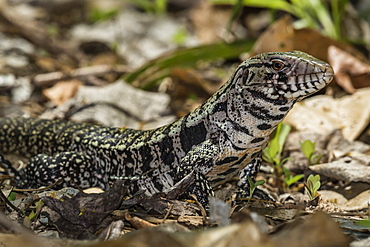 An adult Argentine black and white tegu (Salvator merianae), Pousado Alegre, Mato Grosso, Brazil, South America