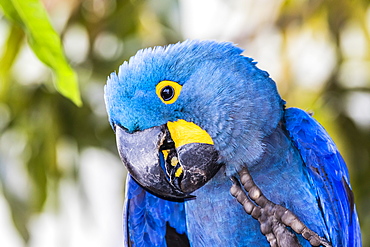 An adult hyacinth macaw (Anodorhynchus hyacinthinus), Pousado Rio Claro, Mato Grosso, Brazil, South America