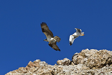 Adult osprey (Pandion haliaetus) with fish, and yellow-footed gull (Larus livens), Gulf of California (Sea of Cortez) Baja California Sur, Mexico, North America