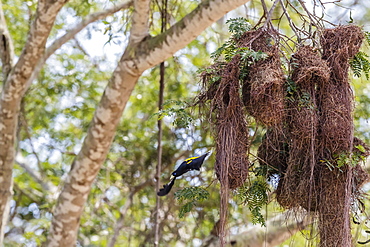 A yellow-rumped cacique (Cacicus cela) nest near Porto Jofre, Mato Grosso, Brazil, South America