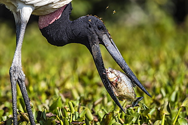 An adult jabiru (Jabiru mycteria) eating a piranha at Pousado Rio Claro, Mato Grosso, Brazil, South America