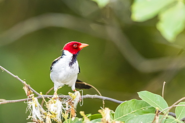 An adult yellow-billed cardinal (Paroaria capitata), Porto Jofre, Mato Grosso, Brazil, South America