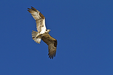 Adult osprey (Pandion haliaetus) with fish, Gulf of California (Sea of Cortez) Baja California Sur, Mexico, North America