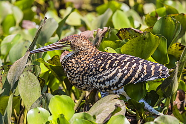 A juvenile rufescent tiger heron (Tigrisoma lineatum), Pouso Alegre Fazenda, Brazil, South America