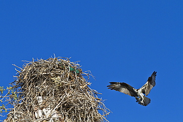 Adult osprey (Pandion haliaetus) with fish, Gulf of California (Sea of Cortez) Baja California Sur, Mexico, North America