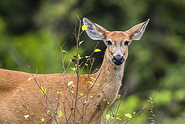 Adult female marsh deer (Blastocerus dichotomus), Pousado Alegre, Mato Grosso, Brazil, South America