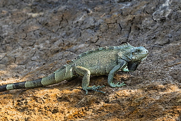 An adult green iguana (Iguana iguana), Pousado Rio Claro, Mato Grosso, Pantanal, Brazil, South America