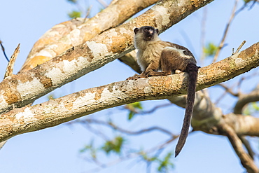 An adult black-tailed marmoset (Mico melanurus), Pousado Rio Claro, Mato Grasso, Brazil, South America