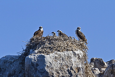 Adult osprey (Pandion haliaetus) with three chicks, Gulf of California (Sea of Cortez) Baja California Sur, Mexico, North America