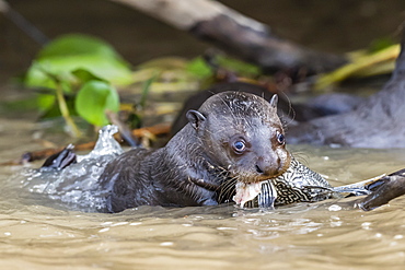 Young giant river otter (Pteronura brasiliensis), feeding near Puerto Jofre, Mato Grosso, Pantanal, Brazil, South America