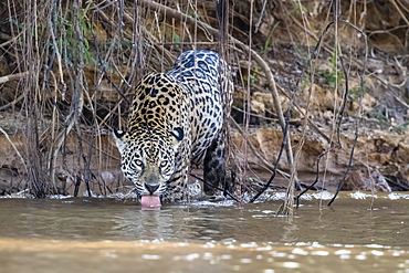 An adult female jaguar (Panthera onca), on the riverbank of Rio Tres Irmao, Mato Grosso, Brazil, South America