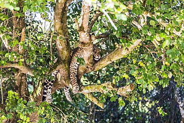 An adult jaguar (Panthera onca), sleeping in a tree on the Rio Tres Irmao, Mato Grosso, Brazil, South America