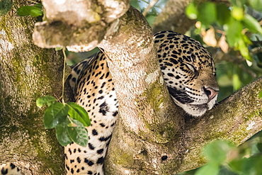 An adult jaguar (Panthera onca), sleeping in a tree on the Rio Tres Irmao, Mato Grosso, Brazil, South America