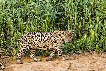 An adult male jaguar (Panthera onca), on the riverbank of the Rio Cuiaba, Mato Grosso, Brazil, South America