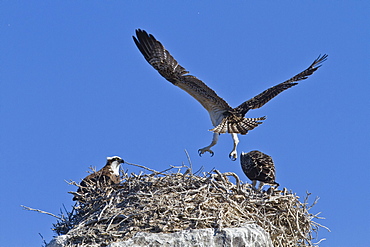 Osprey (Pandion haliaetus) chick practising flight, Gulf of California (Sea of Cortez) Baja California Sur, Mexico, North America