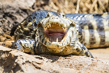 An adult yacare caiman (Caiman yacare) on the riverbank near Porto Jofre, Mato Grosso, Brazil, South America