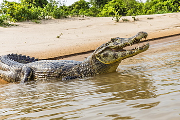 An adult yacare caiman (Caiman yacare), on the riverbank near Porto Jofre, Brazil, South America