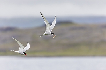 Adult Arctic terns (Sterna paradisaea), returning to the nest with fish, Vigur Island, Iceland, Polar Regions