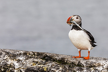 Adult Atlantic puffin (Fratercula arctica) with small fish, Vigur Island, off the west coast of Iceland, Polar Regions