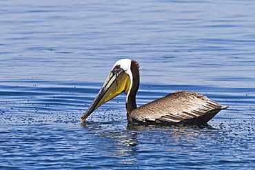 Adult brown pelican (Pelecanus occidentalis) with fish, Gulf of California (Sea of Cortez), Baja California, Mexico, North America