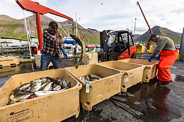 Sorting freshly caught fish in Siglufjorour, Siglufjordur, off the north coast of Iceland, Polar Regions