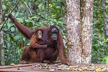 Mother and baby Bornean orangutans (Pongo pygmaeus), Camp Leakey feeding platform, Borneo, Indonesia, Southeast Asia, Asia