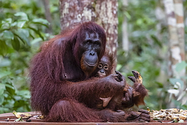 Mother and baby Bornean orangutan (Pongo pygmaeus), Camp Leakey, Borneo, Indonesia, Southeast Asia, Asia