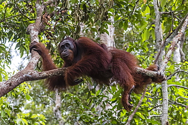 Male Bornean orangutan (Pongo pygmaeus) at Camp Leakey dock, Borneo, Indonesia, Southeast Asia, Asia