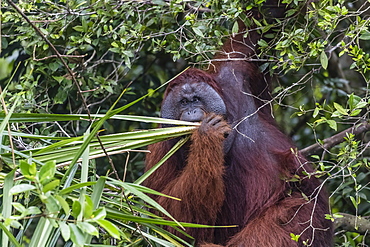 Wild male Bornean orangutan (Pongo pygmaeus), on the Sekonyer River, Borneo, Indonesia, Southeast Asia, Asia