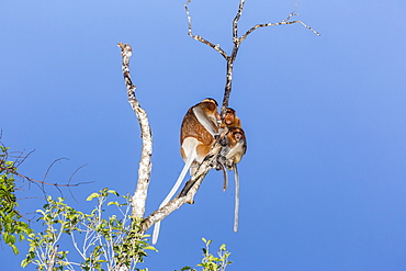 Male, female, and baby proboscis monkey (Nasalis larvatus), Borneo, Indonesia, Southeast Asia, Asia